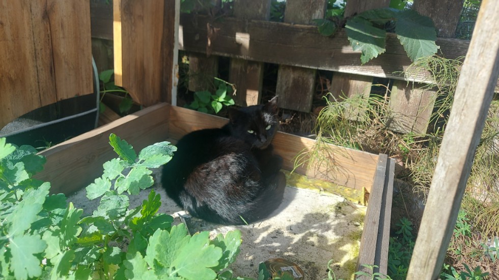 En kvinna har anmält att hennes samt ett grannpars katter blivit dödade av någon okänd. Bilden är en genrebild.
