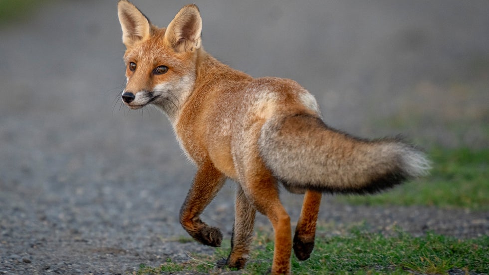 Uppmaningen Mata Inte R ven Den Springer Efter Barnen 
