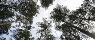 Håll Bryssel borta från den svenska skogen