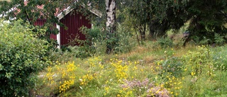 Låt parkerna blomma – för bin och människor