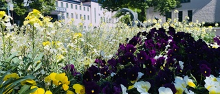 Blommor ger njutning i mörk tid