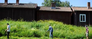 Kursdeltagare ersatte betande får för en dag