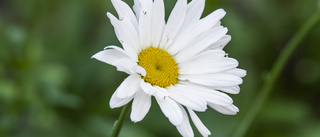 Gillar du blommor? Planera för en trädgårdstripp