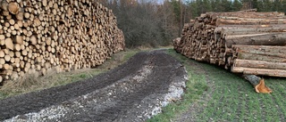 Förödelsen i Janstorp naturreservat