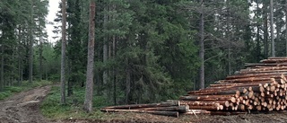 Jättestöld i skogen: "Vi har säkrat vissa spår"