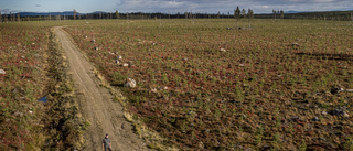 Kämpar för att behålla den gamla skogen