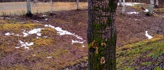 Rekordvärme kan blåsa Norrbotten på en vit jul