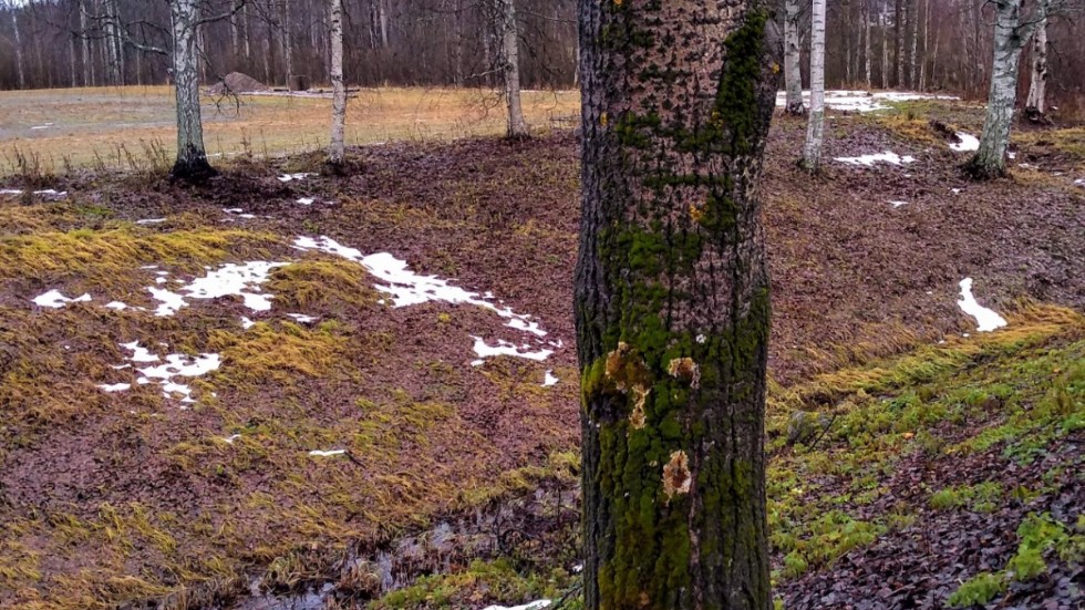 Bilden är en läsarbild och har skickats in till oss i mitten av november men vid kusten är det fortfarande varmt och snöfattigt en bit in i december.