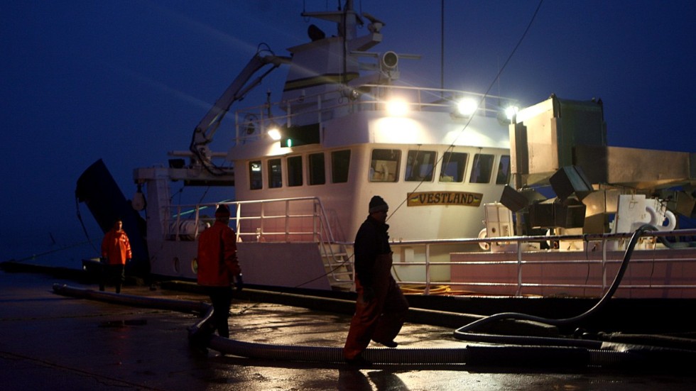Trålaren Vestland i Ronehamn ägnar sig åt pelagiskt fiske, det vill säga fiske på öppet hav, efter skarpsill och strömming.