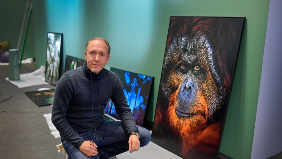 Mattias Klum med en apa han fotograferade på Borneo, där palmskogsplantagerna nu hotar regnskogen.