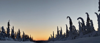 Snötyngda träd längs E10       