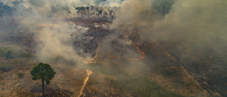 Alarmerande många bränder i Amazonas