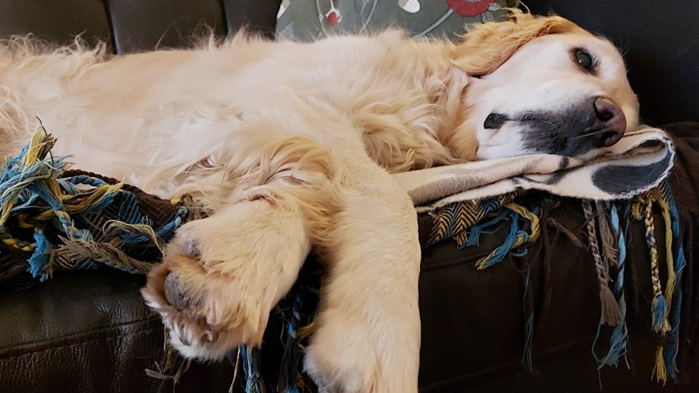 Kontorsmedarbetaren tog en siesta, hela förmiddagen.