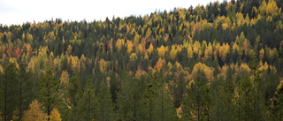 Kulturkampen om skogen hårdnar