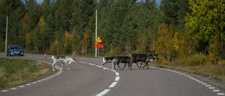 Kraftigt underkänt för företagsklimatet i Norrbotten