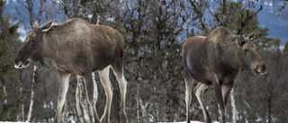 Fortsätter det så här är älgen snart borta