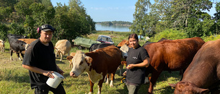 De har 150 på djur på 30 olika öar i skärgården