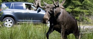 Räkna med vilt i påsktrafiken