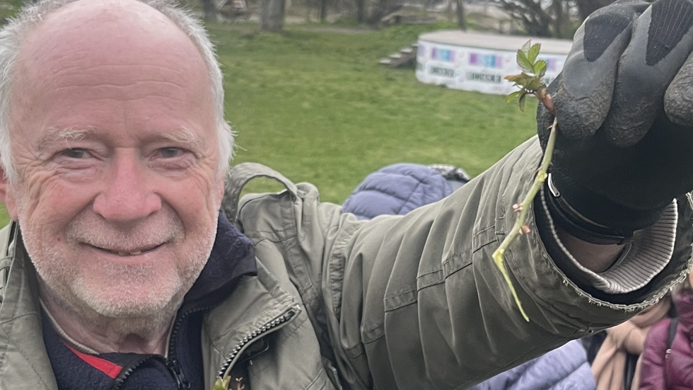 Lars-Gunnar Lindberg visar hur vi tar sticklingar från rosor.