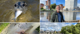 Sälar i Strömmen skapar problem: "Det blir svårfiskat"