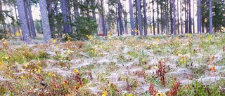 Läsarbilden: Spindelnät i skogen