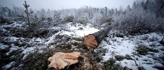 Anmäler otillåten avverkning