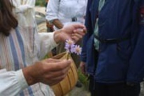 Blomstervandring på Hållnäshalvön