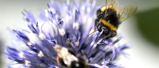 Frustration i kampen för att rädda naturen