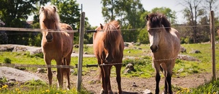 Halm kan bli föda till hungrande hästar