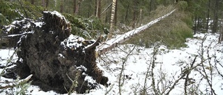 Få stormskador i Enköping och Håbo