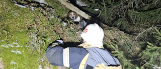 Hunden Billie fastnade i en bergskreva: "Letade i flera timmar"