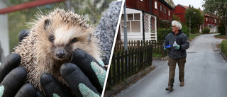 Får inte flytta igelkottarna: "Går de in under husen dör de"