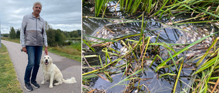 Skräckbilden: Nästan 100 döda fiskar i våtmarken