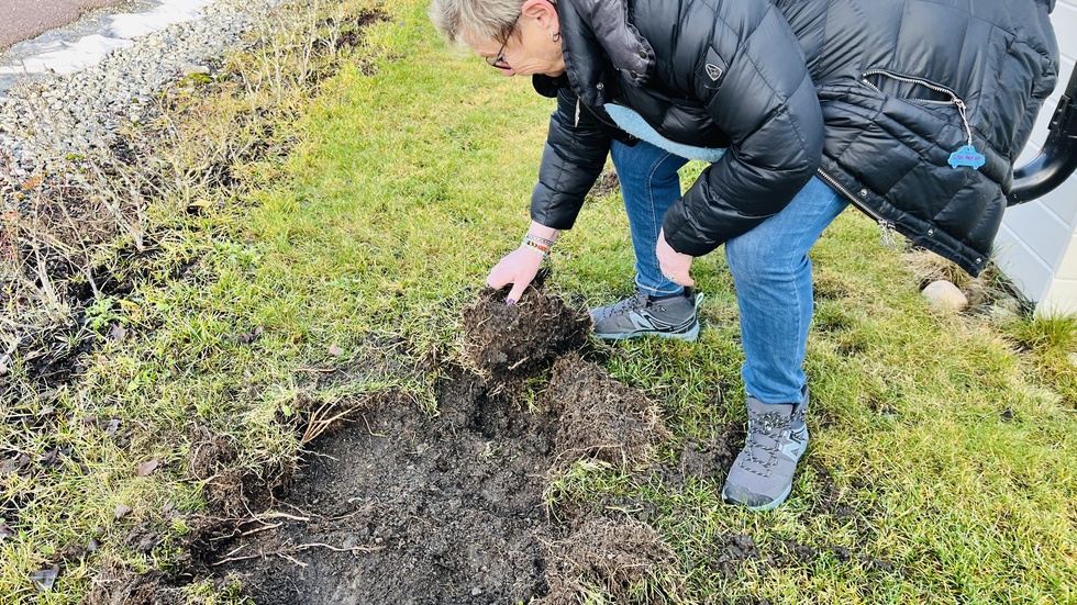 Monica Hammarström