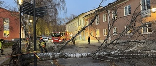 Stormen tog trädet - nu vill kyrkan ha ersättning