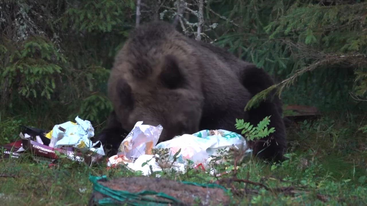Björnen myser bland soporna