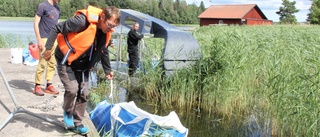 Tio ton vass blir mat till korna – bra i kristider • ”Får se om kossorna gillar den nya menyn”