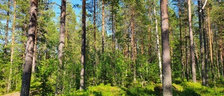 Bäddat för fortsatta skogskonflikter