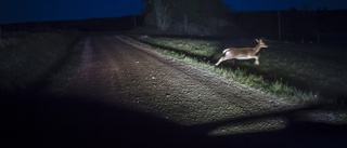 Personbil i krock med älg