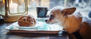 Hunden på café och kycklingen på grillen