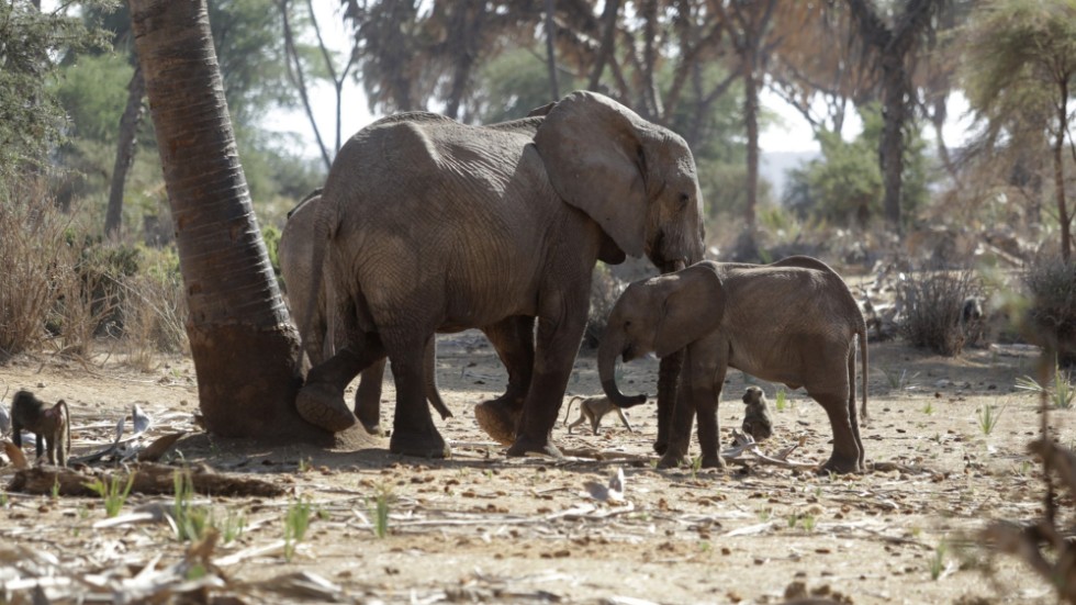 Elefanter i viltreservatet Samburu i norra Kenya. Reservatet hör till de områden som drabbats hårdast av den långvariga torkan i norra och östra Kenya.