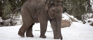 Elefant på Kolmården är svårt sjuk