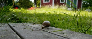 Så här löser vi bostadsbristen