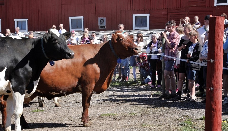 Vad gör ni här? Står ni och glor på oss kan vi väl göra likadant, kan undras om korna tänker! Foto: Lennart Larsson