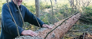 Svåra angrepp av ny granbarkborre?