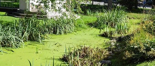 Därför är vattnet grönt i parken