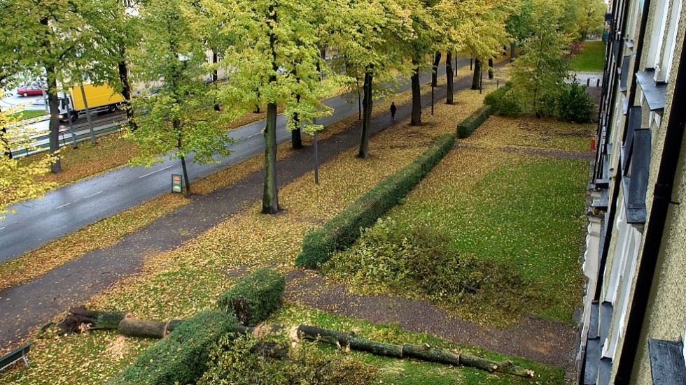 Nu ska lindarnas rötter på Östra promenaden undersökas. 