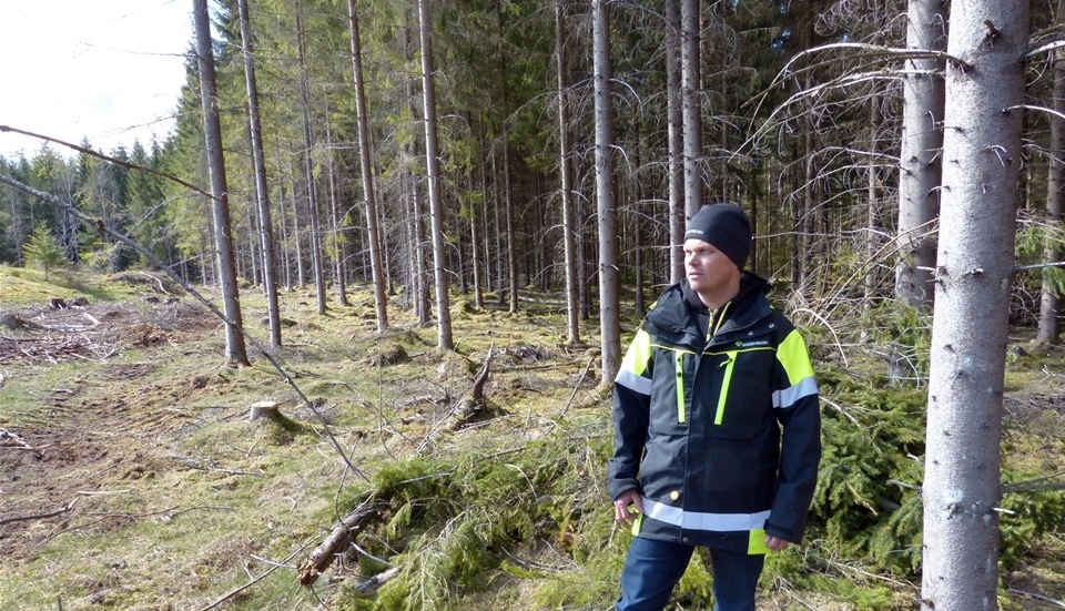 Skogskonsulent Mattias Sparf står vid en hyggeskant i en östgötsk granskog. Så här års är det dags för skadeinsekten granbarkborre att svärma och då är det viktigt att vidta åtgärder som minskar deras chans till föröka sig genom att frakta bort vindfällda och stressade granar ur skogen. Foto: Leif Larsson