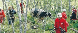 Djurlivräddning vid sjön Vimmern