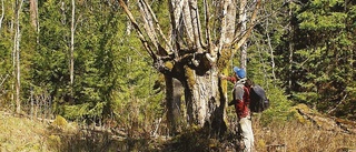 Kinda får nytt naturreservat